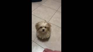 Щенок Мишка. Мальтипу. Maltipoo. Puppy Bear.