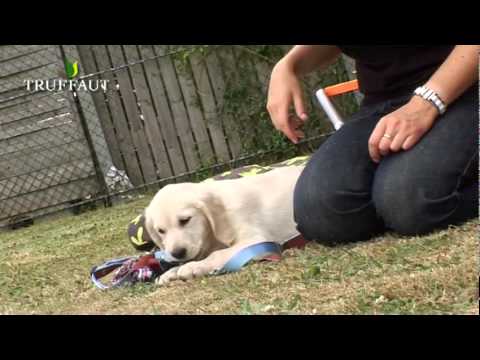 Vidéo: Comment Nourrir Un Chiot Labrador