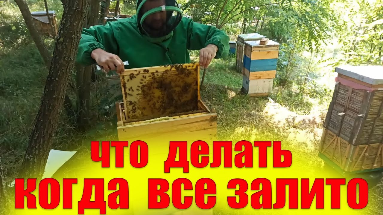 Причины, по которым пчелы не закрывают мед в рамку