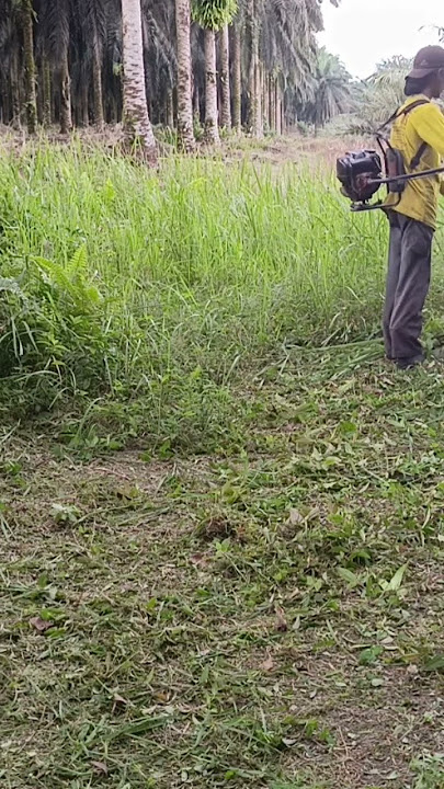 ilalang muda nyes nyes #mesinrumput #potong  #automobile #mesinrumput #satisfying