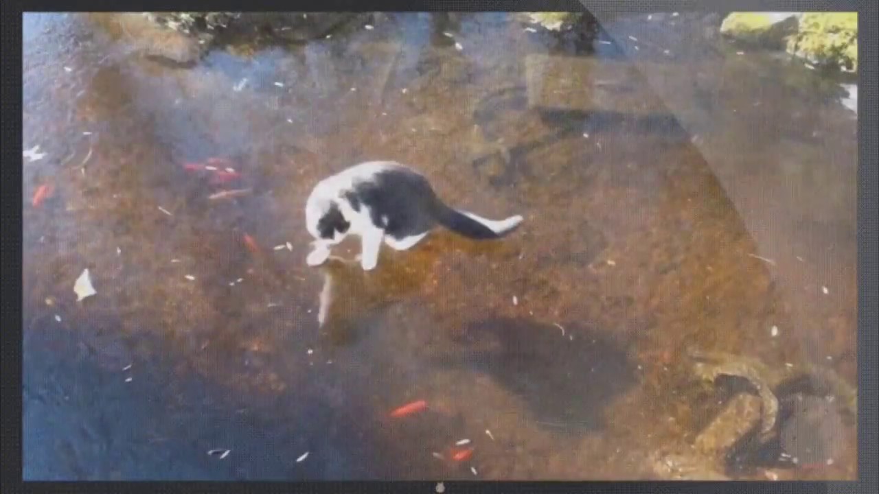 Cat Chasing Fish on Frozen Pond | FUNNY 