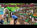 Mua Thêm Chim Ngũ Sắc ,Chào Mào Chích Choè Lửa .Tham Quan Và Hỏi Giá Trại Chim Mới | Chiểu Trần Vlog