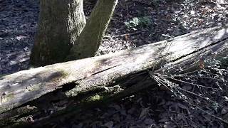 I knocked 2 trees at once with a rotten stick in my swamp
