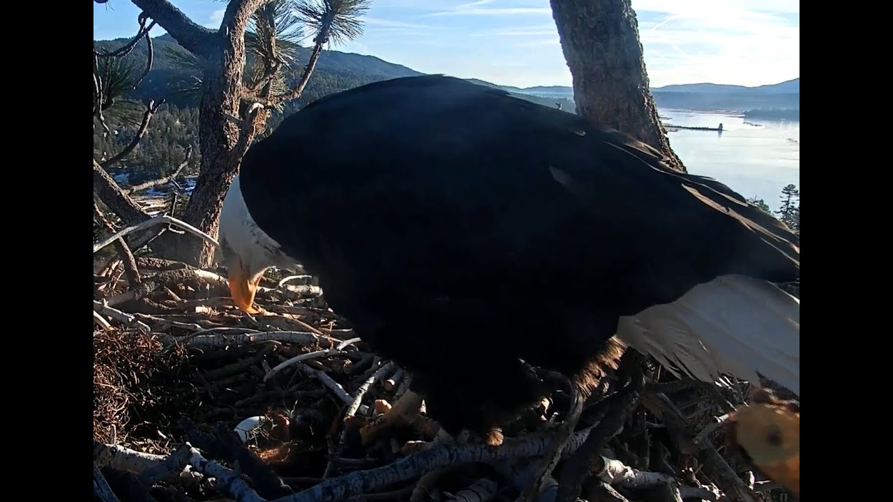 Jackie Returns, Rolls Egg, Incubates💞 1-7-21 Big Bear Eagles🦅