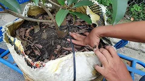 Sapoche (Lồng Mức) Trái Dài, loại giống rất dễ ra trái trong chậu.