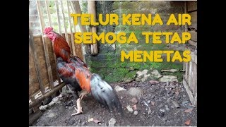 Apakah Telur Basah Bisa Menetas ?