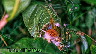 Common Tailor Bird Nest || Tuntuni Bird Nest Shorts Video