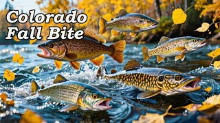 Top Fish Species to Target in Colorado This Fall - What Fish Do You Want to Target?