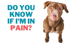 Signs of Pain in Dogs