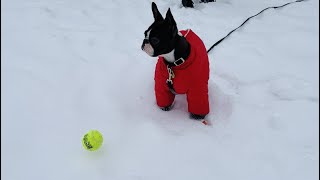 When the smells in the air are more interesting than a squeaky ball by Poppy the Boston Terrier  1,465 views 1 year ago 12 seconds