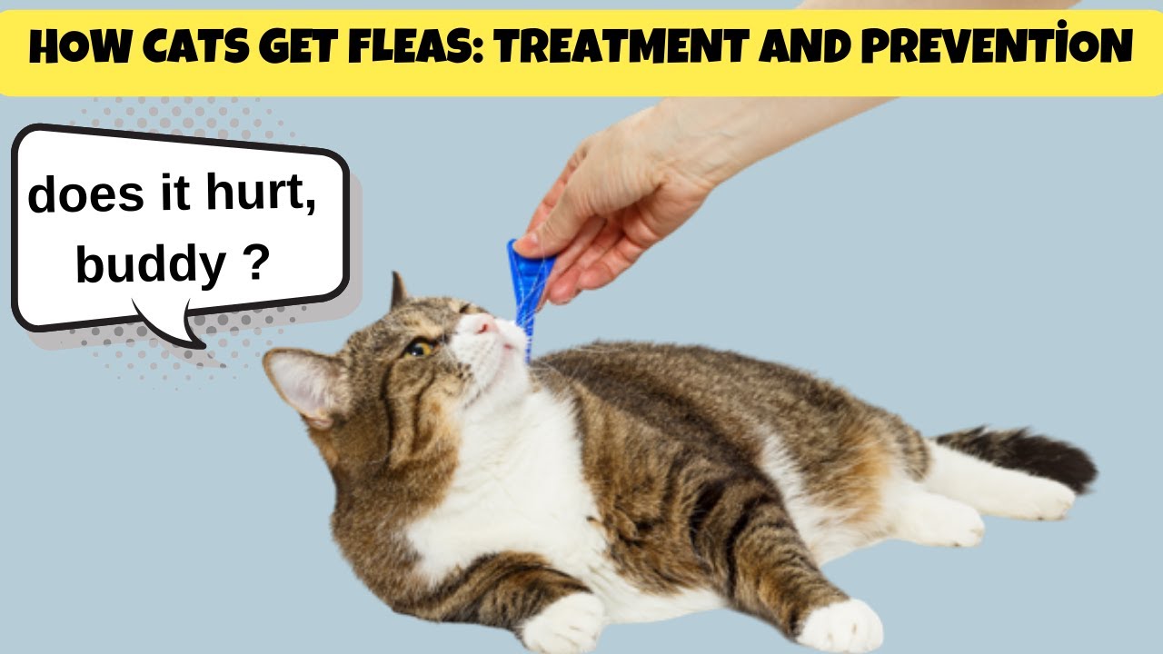 Image showcasing Advantage II Flea Prevention and Topical Treatment for Cats 5 lb. to 9 ...