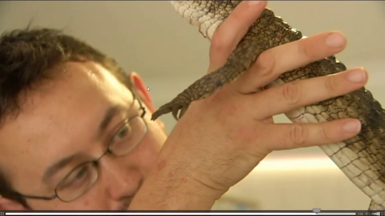 snake hunter dusty crum Strange Stories - Freshwater Crocodile Found 3753kms from home! Escaped Pet Freshwater Crocodile