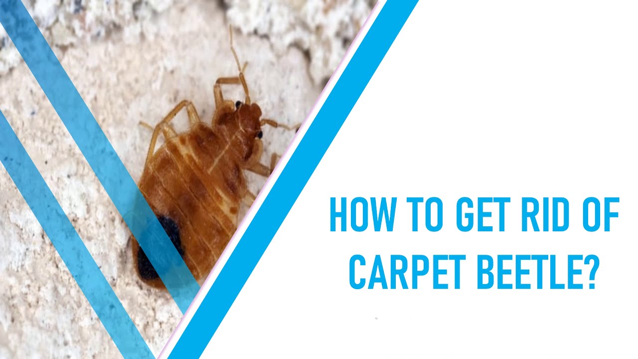 How To Get Rid Of Carpet Beetle Naturally | Carpet Beetle Larvae | Carpet Beetle Treatment