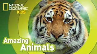 Siberian Tigers - Big Cats Wild Dcumentary (HD 1080p)