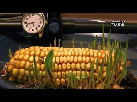 ნახეთ ეს ვიდეო და დარწმუნდებით რომ ბუნება მართლაც მეფობს.