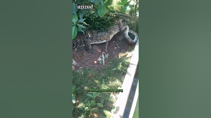 Pertarungan buaya melawan ular piton ‼️