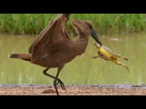 Fearless Bullfrog ATTACKS Giant Bird to Escape – Unbelievable Showdown!
