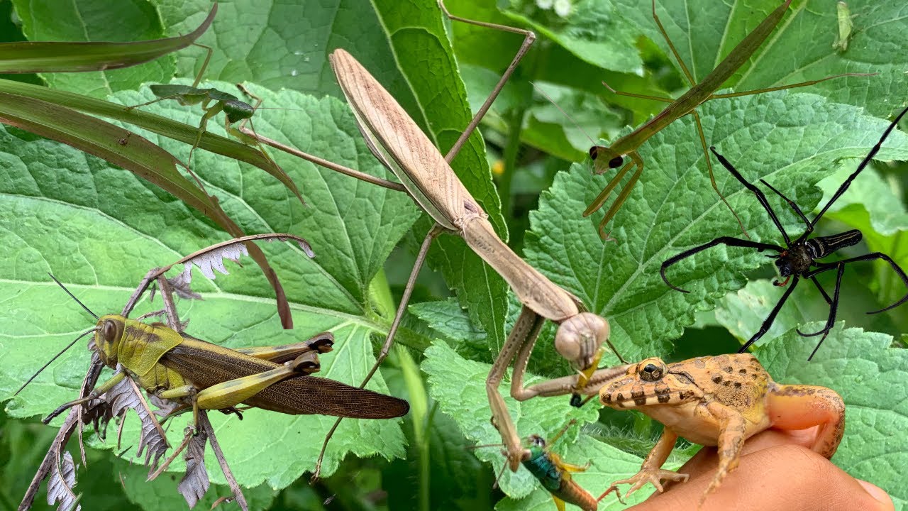insect adventures in nature - YouTube