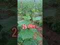 ১০০ শতক জমির ২৩ দিন বয়সে গাছ কেমন আছে দেখুন #farming @Agroone1 @farmingadviseranathhalder7579