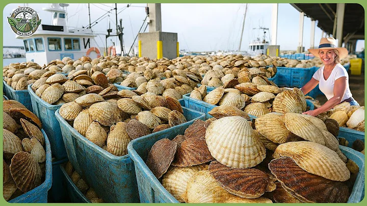 How Million Tons of Scallop Are Processed In Factory – Massive Scallop Harvesting