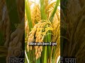 धान लगाए लाखों कमाएं (Paddy cultivation)