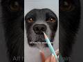 Timelapse of Alf’s nose | Pet Memorial | Dog Portrait