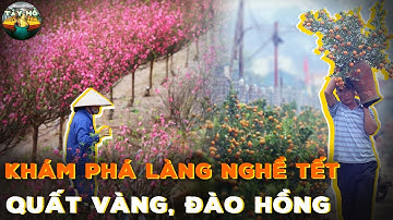 Những Làng Nghề Ngày Tết: Quất Tứ Liên & Đào Nhật Tân - Vẻ Đẹp Tết Hà Nội" | Làng Nghề Quận Tây Hồ
