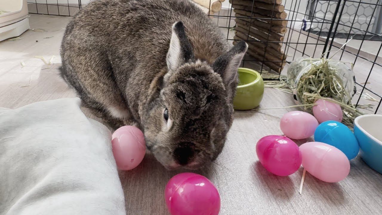 easter bunny, dog and golden egg.