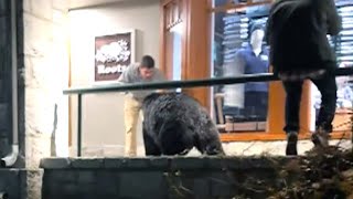 Man gets dangerously close to bear in Whistler Village