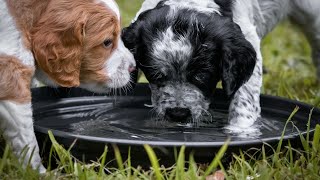 Preventing Fence Jumping in Brittany Dogs