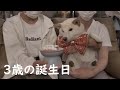 大人しい柴犬に誕生日ケーキを食べさせたら家族が大声をあげる事態に…(笑)【癒し】