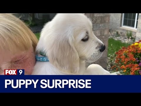 Wideo: Pet Scoop: 36 uratowanych Goldensów przybywających do USA, Puppy Surprises Anchor wiadomości w telewizji na żywo