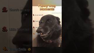He got Rejected 💔 | Funny Dog Moments