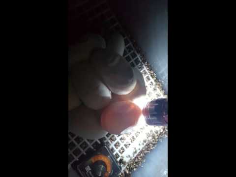 Candling my Bredli Carpet Python eggs at 5-6wks