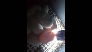 Candling my Bredli Carpet Python eggs at 5-6wks