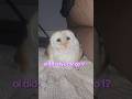 Day 37 of trying to be the most Followed owl on YouTube 💖🦉P3 #mother #bird #egg #lovely