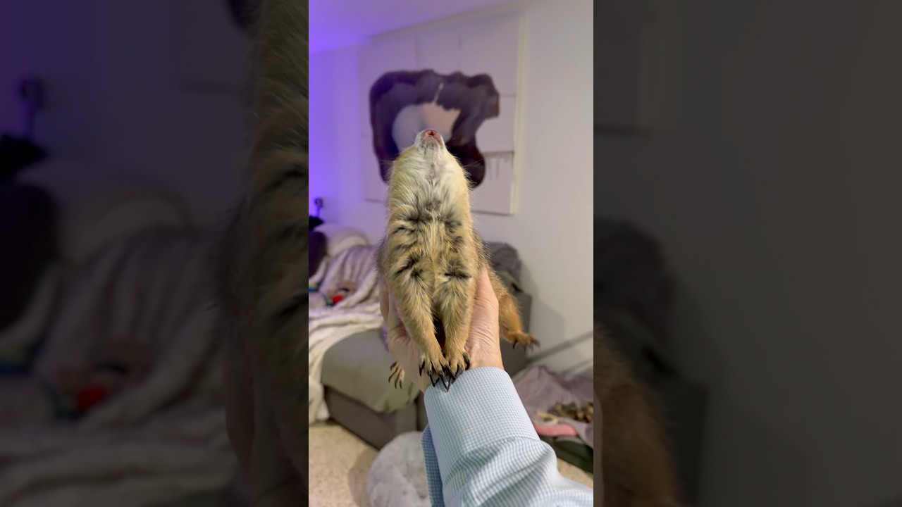 A Late WAHOOO WEDNESDAY 🥰❤️ 