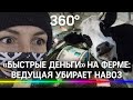 Заработала на навозе. Лайфхак: быстрые и реальные деньги