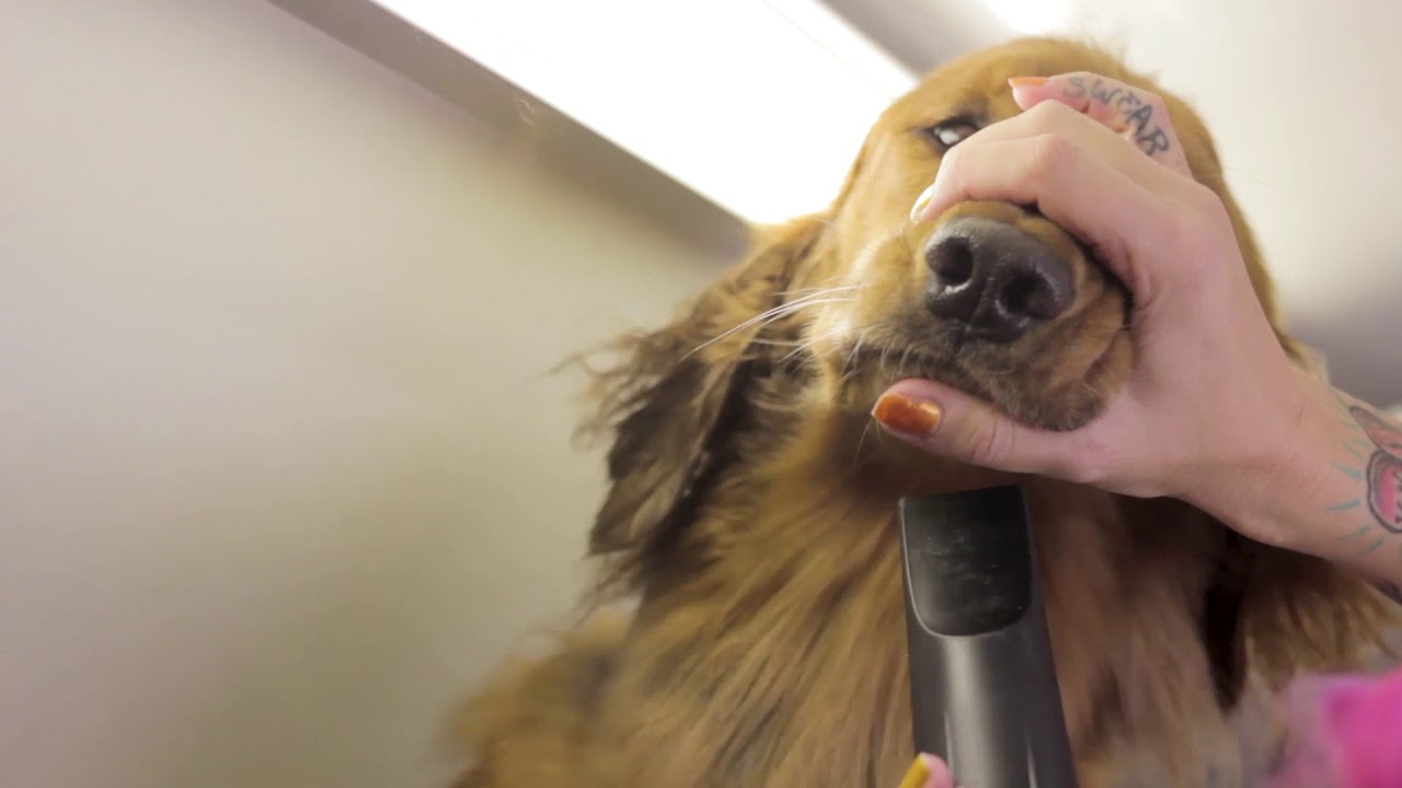 Golden Retriever Grooming YouTube
