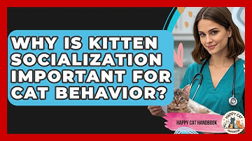 Why Is Kitten Socialization Important For Cat Behavior? - Happy Cat Handbook