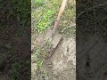 The rapid process of clearing weeds in the rice fields #tips #cleaning #clean #tricks #shorts