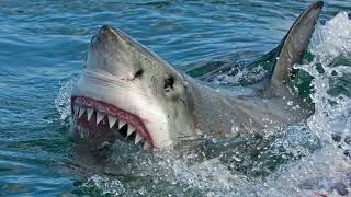 Class Chondrichthyes Part 1: Form and Function