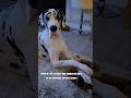 Great Dane shares w/Scooby #greatdane #dog #pets #shorts #funnydogs #bigdog #dogshorts #cutedog #fyp