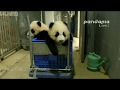 【感動】赤ちゃんパンダと再会できたお母さんパンダ　Mom panda who was able to see baby panda again