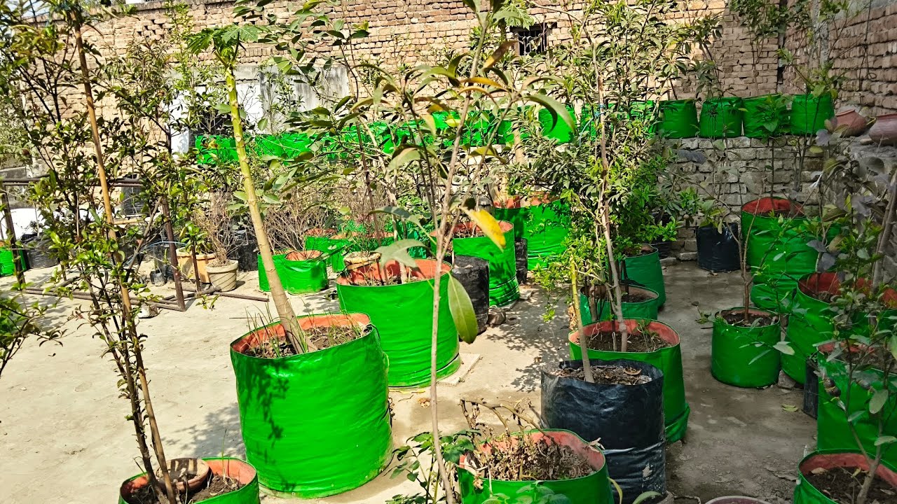 5 MINT MEIN FULL GARDEN TOUR | |100 PLANT IN ONE VIDEO🍒🍎🍑🍊. #garden #plants #fruit  