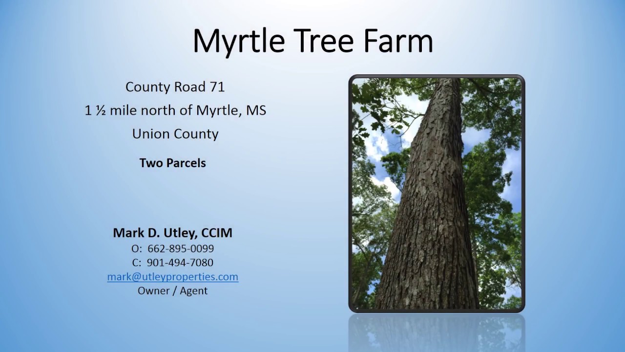 Land for sale Timber / Hunting North Mississippi Union County YouTube