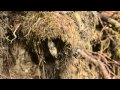 Whitethroated dipper  scotland  wildlife filmmaking  photography  winter  nikon 