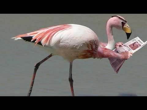 giant pink flamingo youtube giant pink flamingo youtube