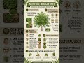 NEEM: THE MIRACLE TREE✨️🌿🌱 The "Ancient Wisdom" Vibe