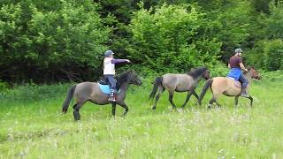 Túra a Bakonyban hucul fedezőménnel és fiatal hucul kancákkal